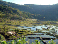 Flores Rice paddy