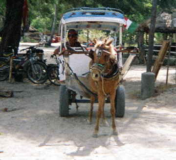 Ben hur horse cart.  The only transportation on Gilli Air