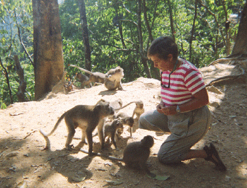 Dee feeding peanuts to maque monkeys