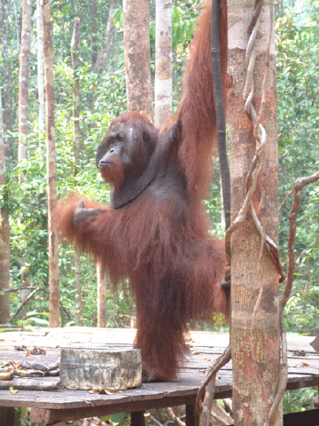 Arrival of the dominant male