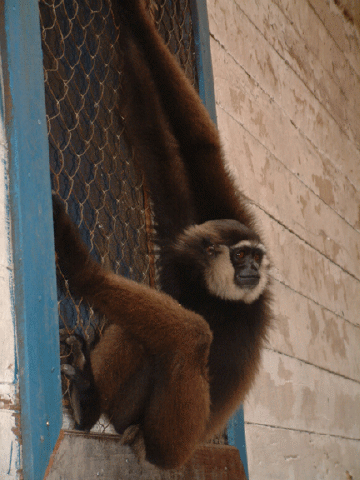 white cheeked gibbon