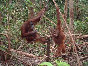 Mom and young male