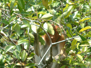 Proboscis Monkey