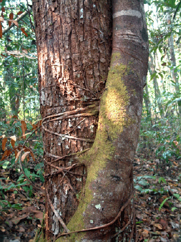 Strangler fig wrapped around a tree