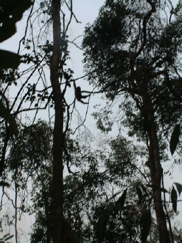 Swinging through the trees