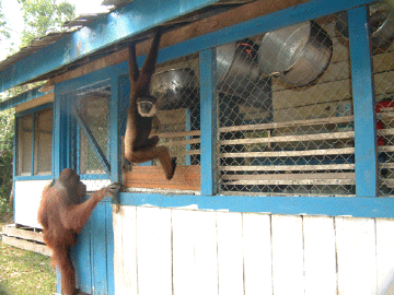 Orangutan and white cheeked gibbon