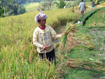 Cutting the mature rice