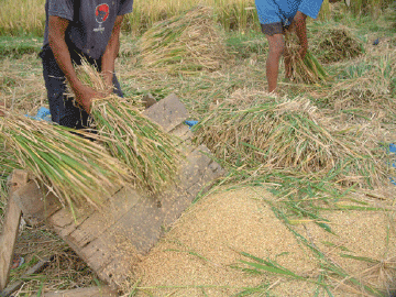 Rice Kernels