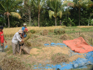 Knocking the rice kernels lose