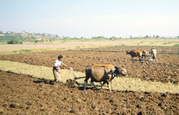 Plowing the fields 