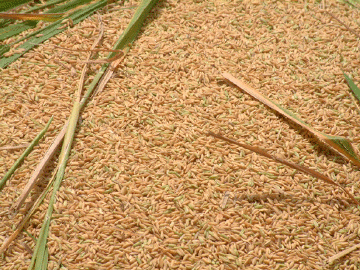 Kernels with husks still on