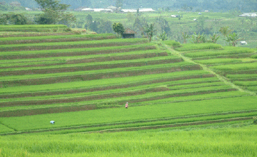 Terraced Rice Fields