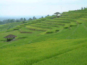 Terraced Rice Fields