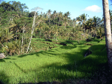 Rice Growing