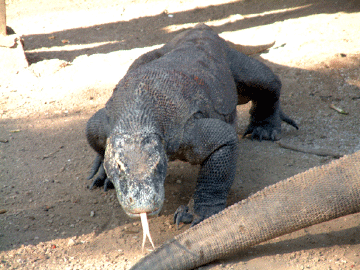 Komodo Dragon