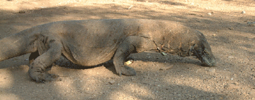 Komodo Dragon