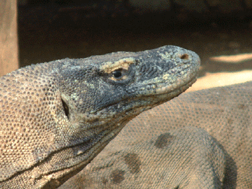 Komodo Dragon