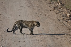 Lone male leopard