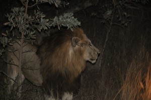 Male Lion