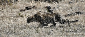 Leopard stalking an impala