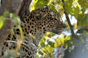 chobe leopard 2