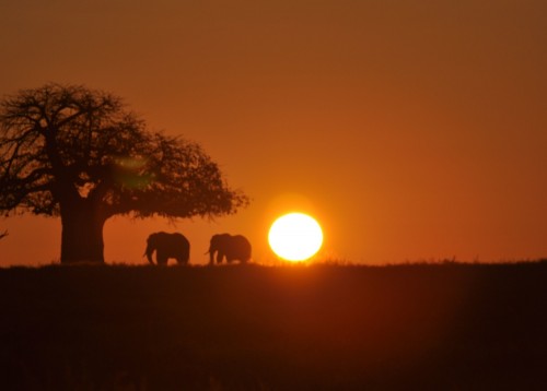 Sunrise Ruaha National Park