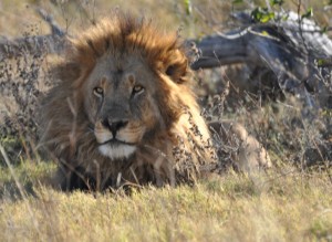 moremi lion 2a