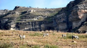 Zebras in Golden Gate Park